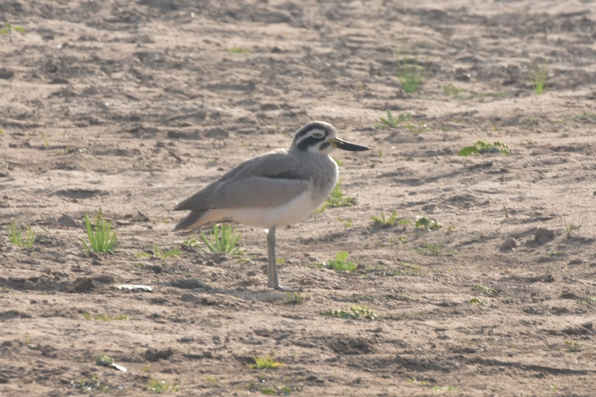 כרוון ענק - ML646119252