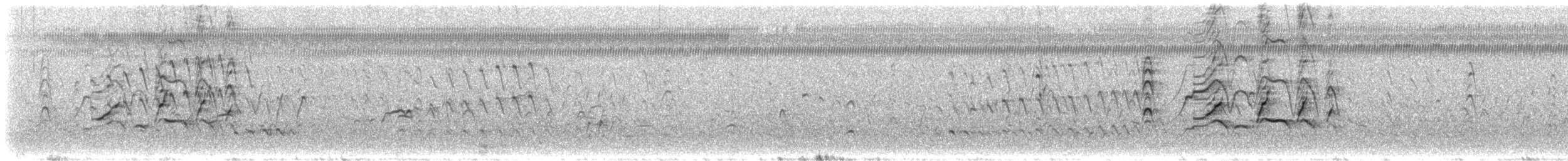 Black-bellied Whistling-Duck - ML646119254