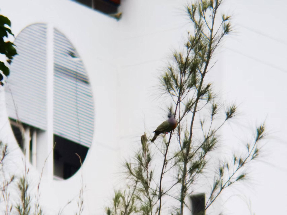 Pink-necked Green-Pigeon - ML646119255