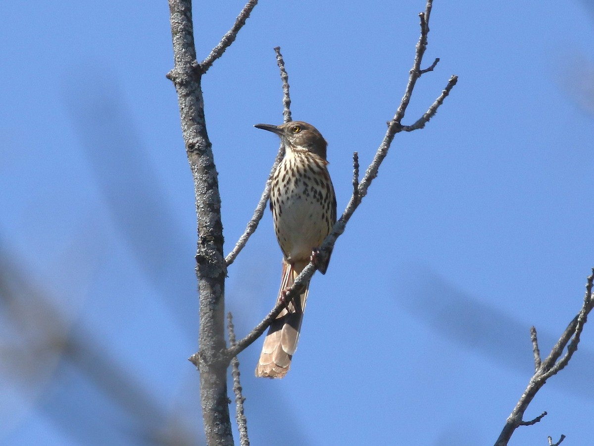 Brown Thrasher - ML646119259