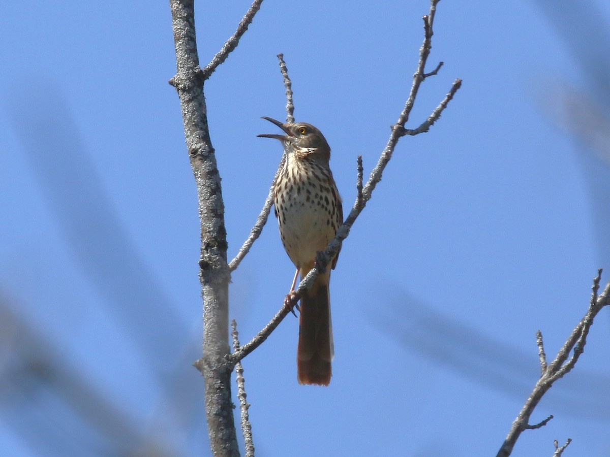 Brown Thrasher - ML646119260