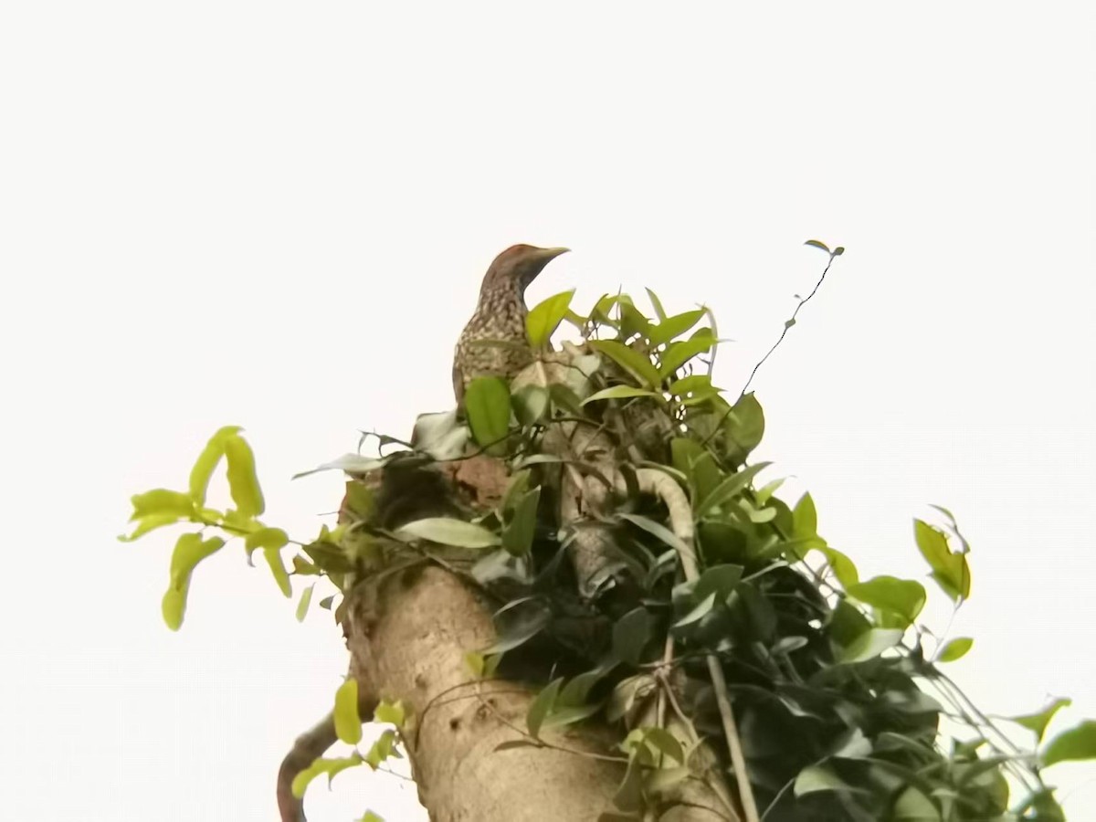 Asian Koel - ML646119272