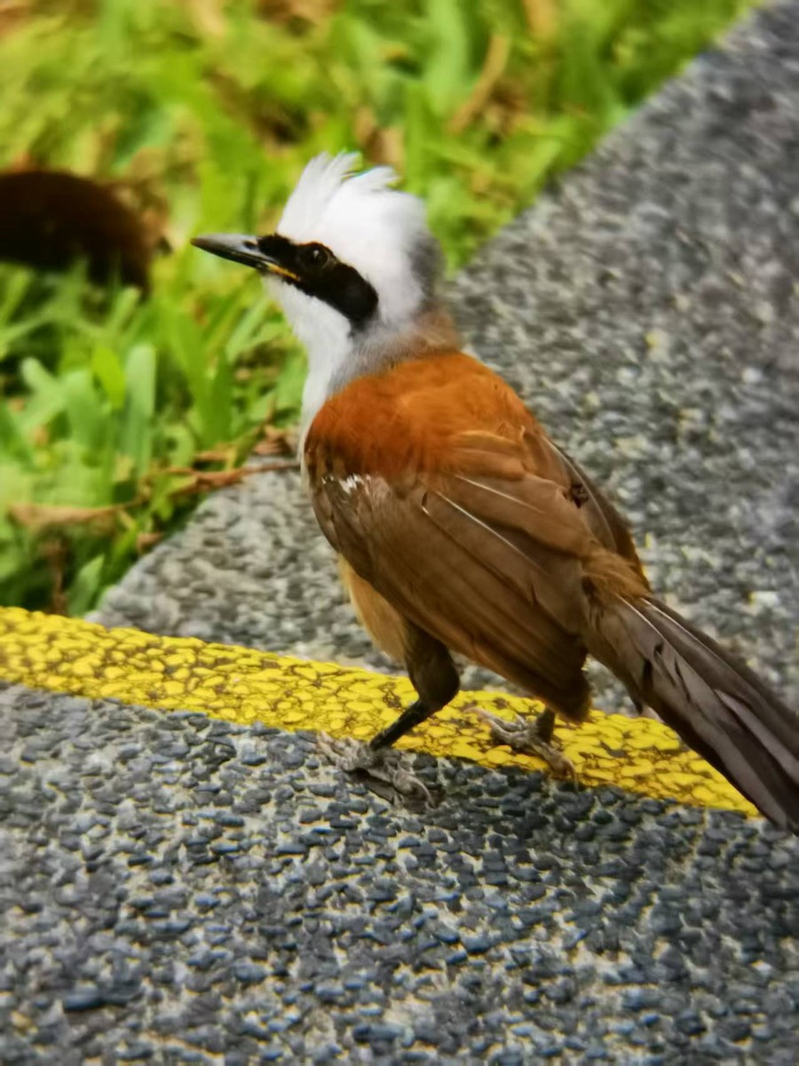 White-crested Laughingthrush - ML646119281