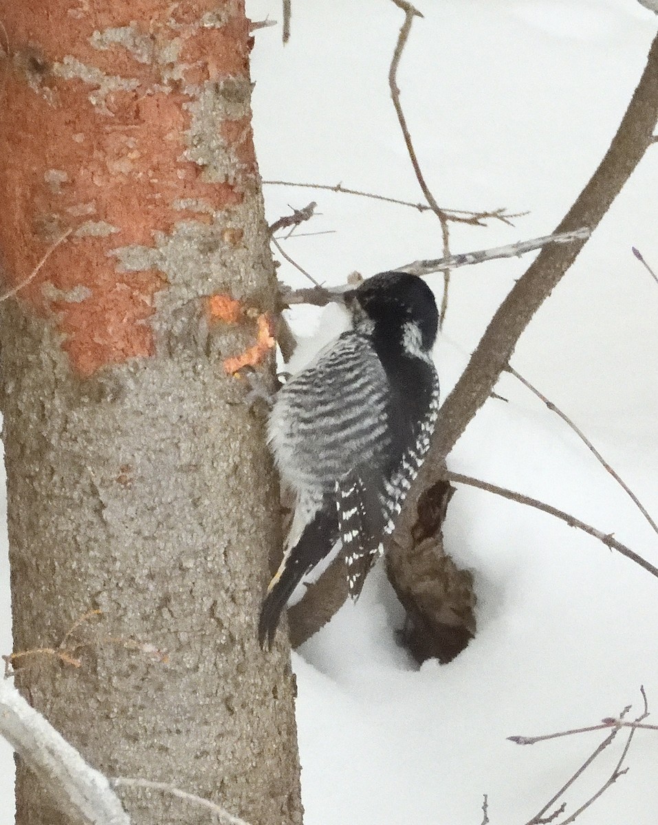 American Three-toed Woodpecker - ML646119282