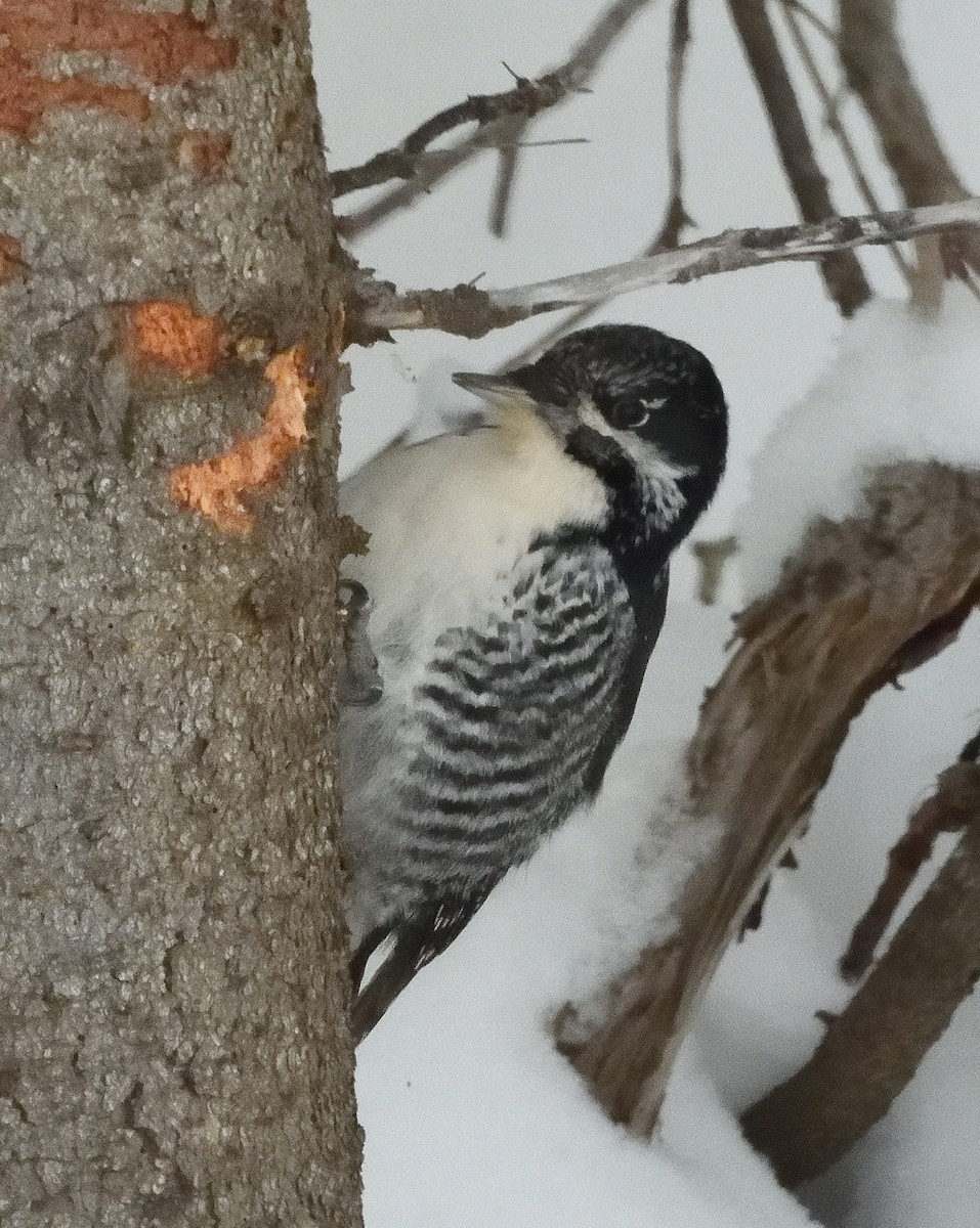American Three-toed Woodpecker - ML646119283