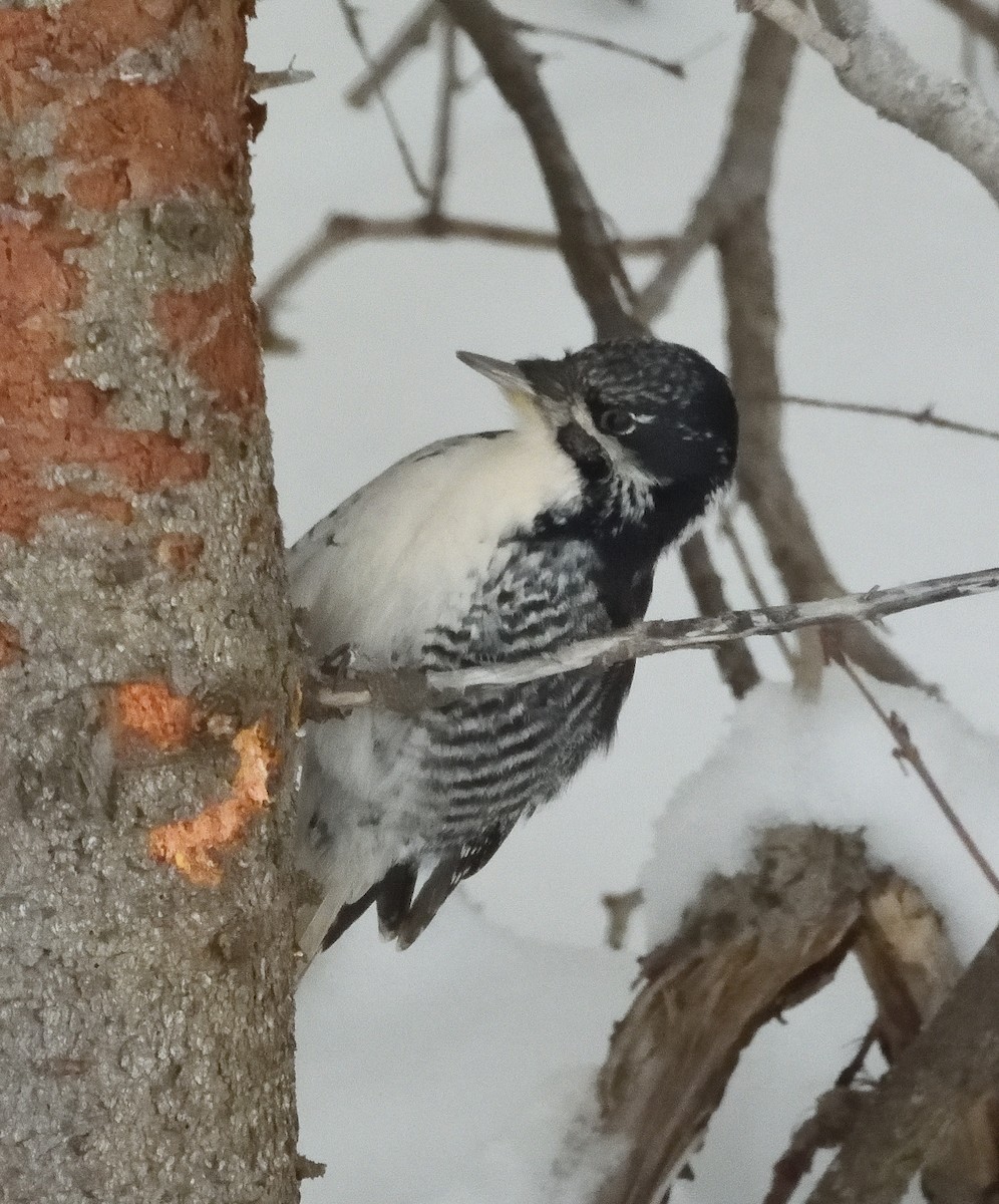 American Three-toed Woodpecker - ML646119284