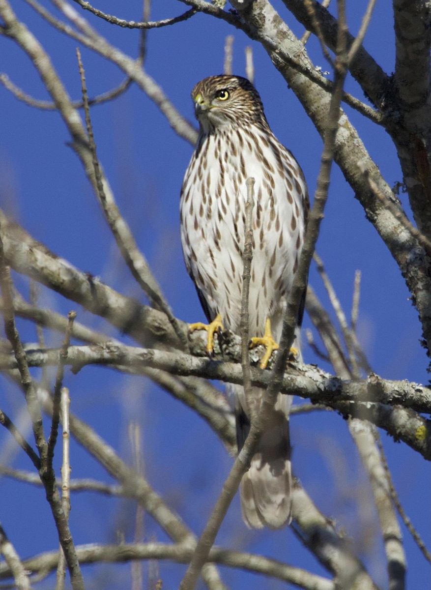 Rundschwanzhabicht - ML646119307