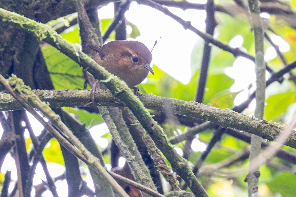 Ochraceous Wren - ML646119310