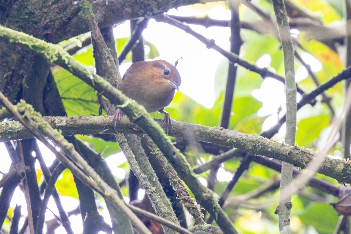 Ochraceous Wren - ML646119312