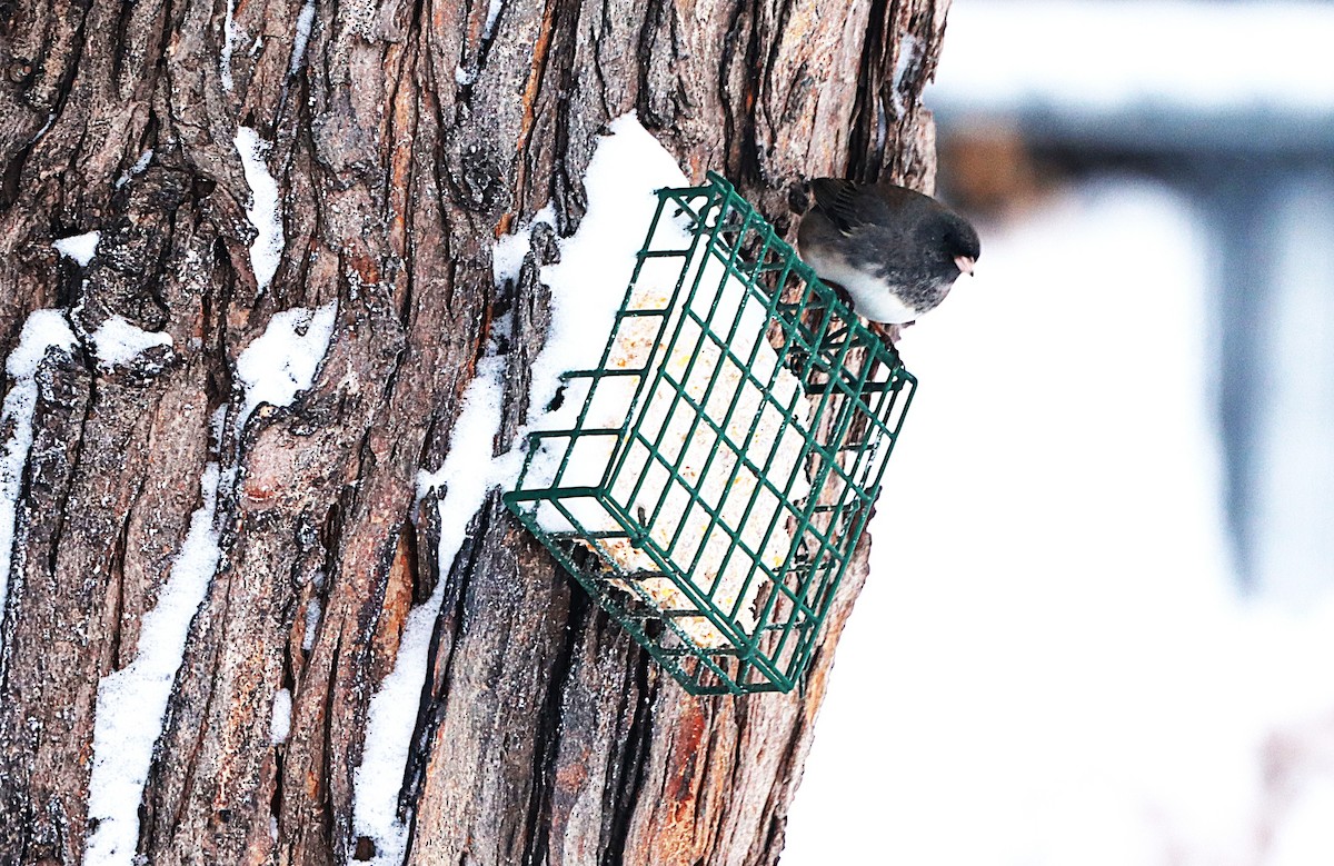 Dark-eyed Junco - ML646119313