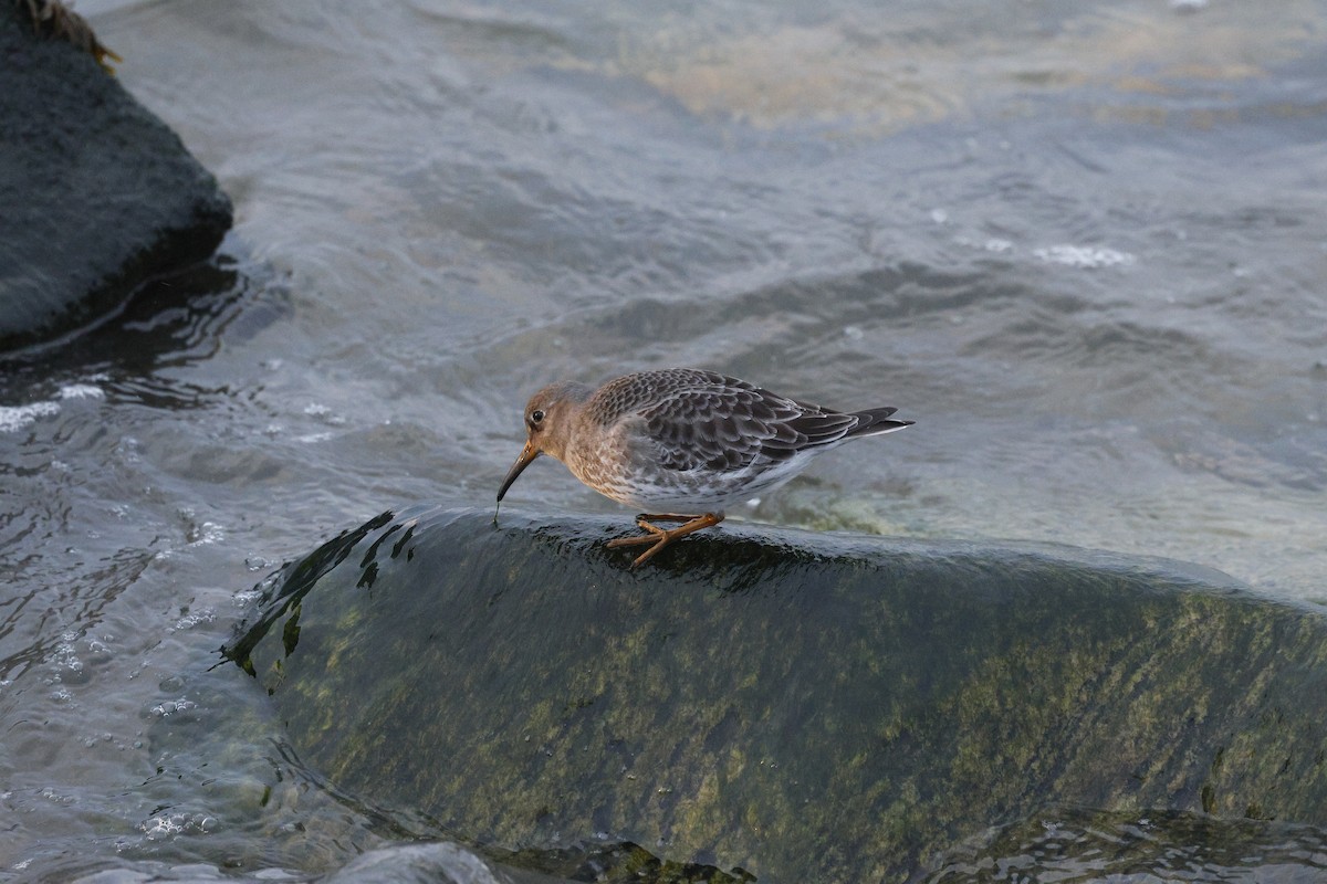 Bécasseau violet - ML646119314