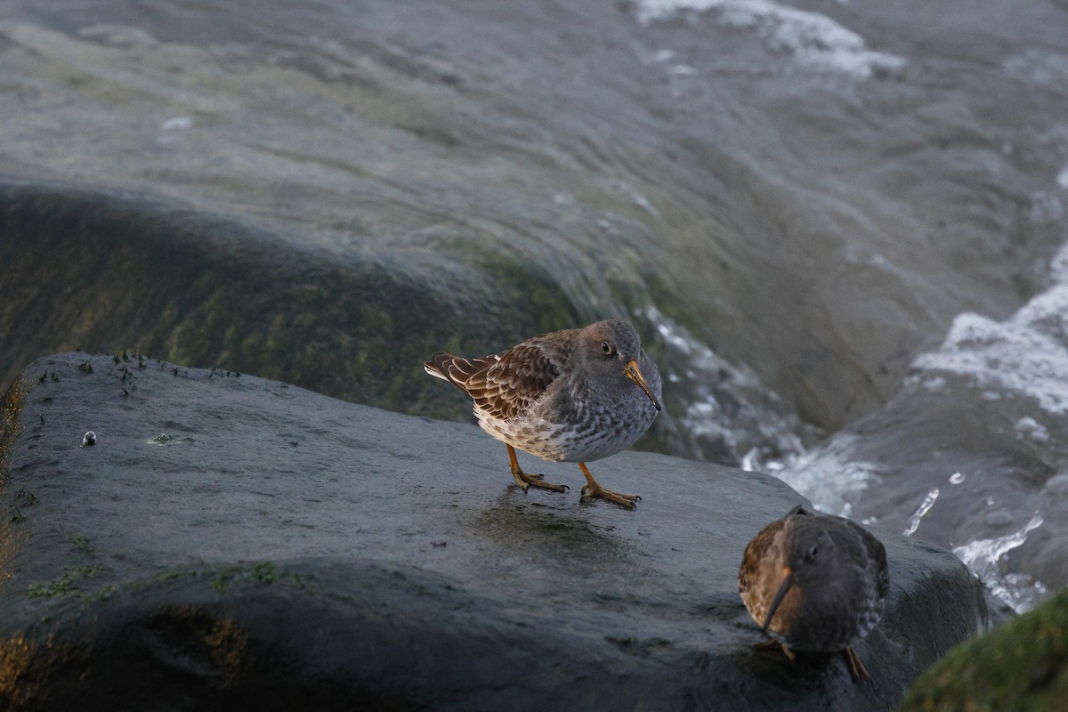 Bécasseau violet - ML646119315