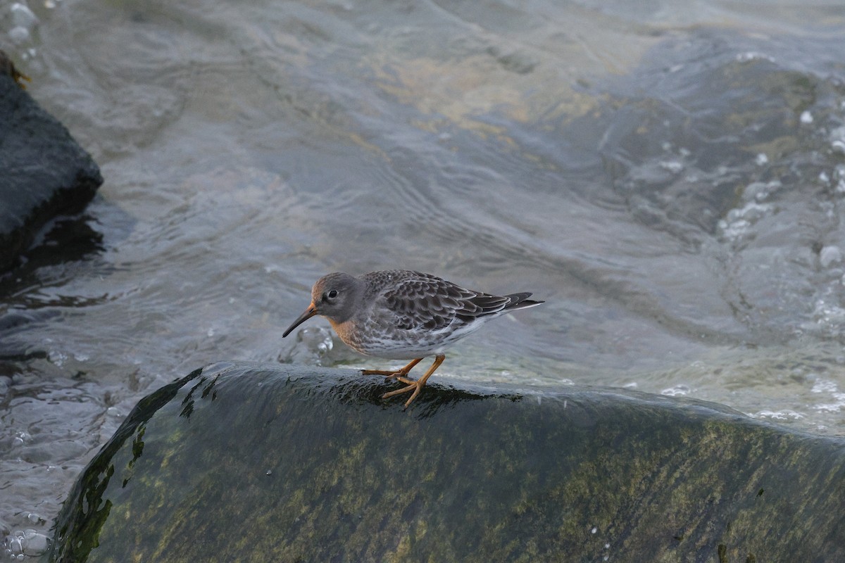 Bécasseau violet - ML646119316