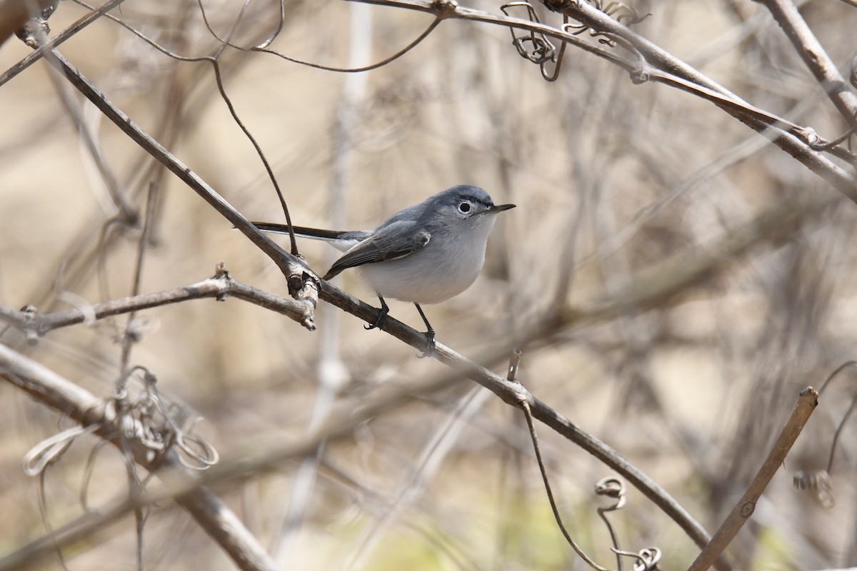 Blue-gray Gnatcatcher - ML646119326