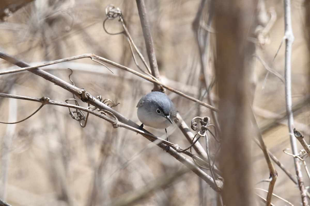 Blue-gray Gnatcatcher - ML646119327