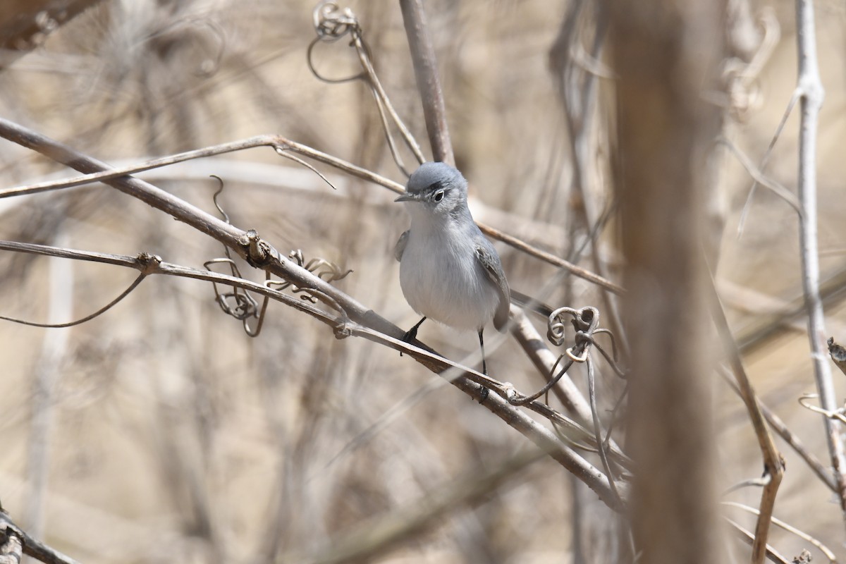 Blue-gray Gnatcatcher - ML646119328