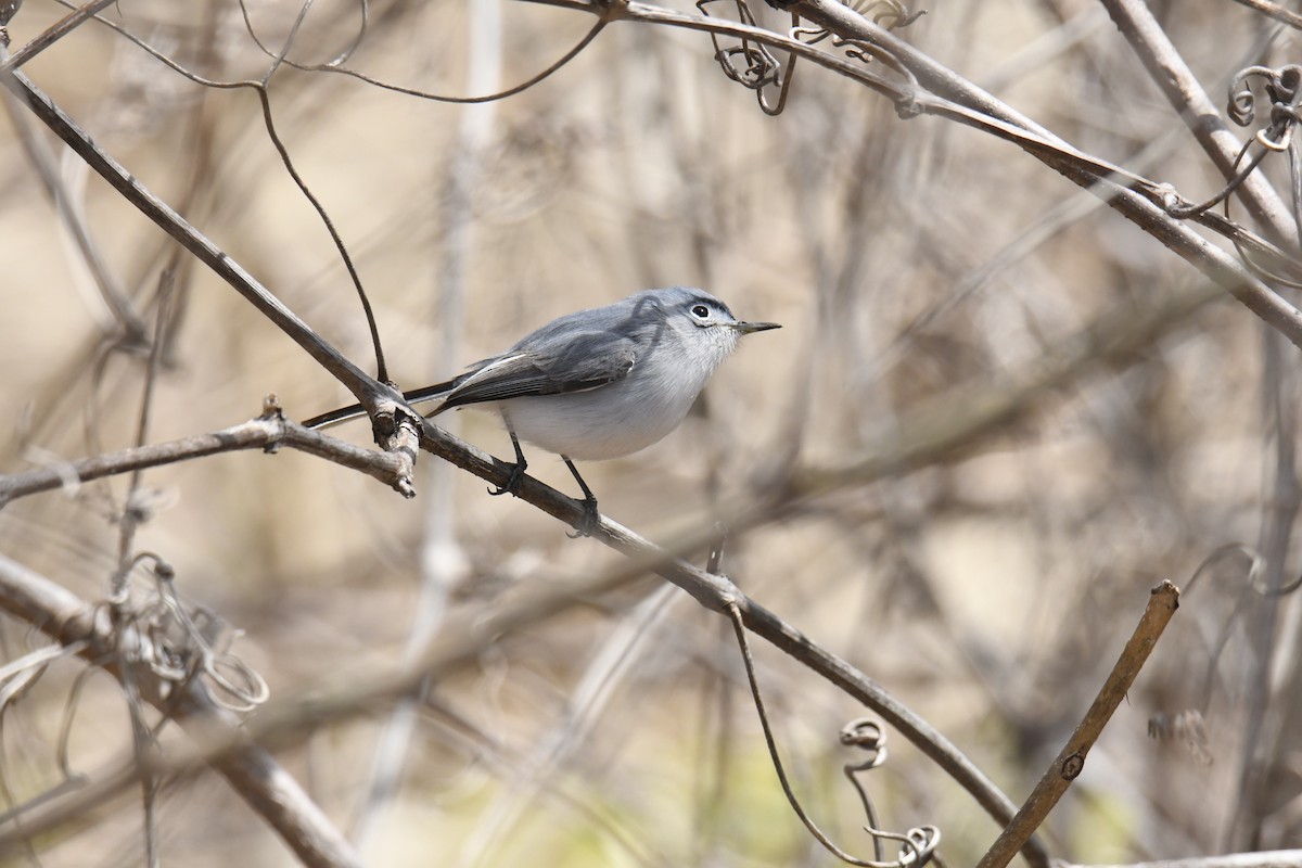 Blue-gray Gnatcatcher - ML646119329