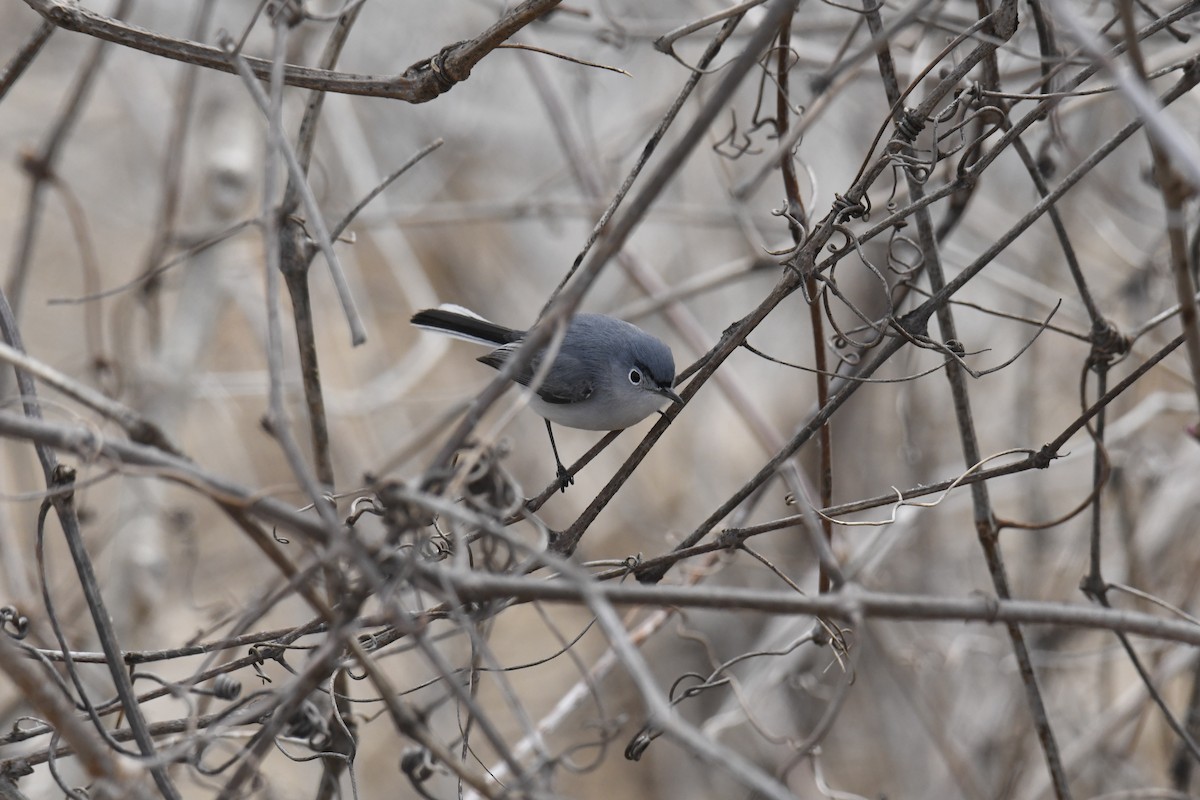 Blue-gray Gnatcatcher - ML646119330