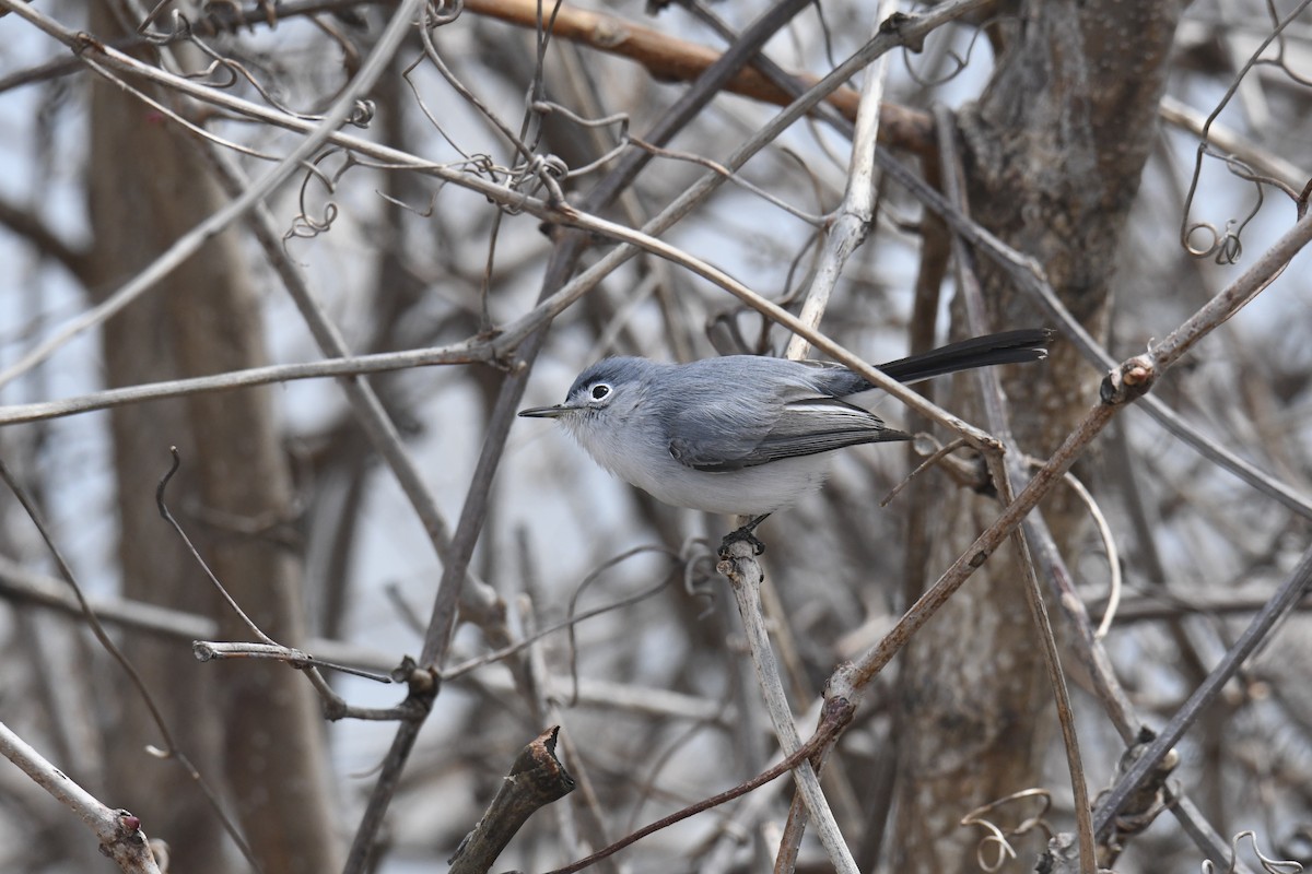 Blue-gray Gnatcatcher - ML646119331