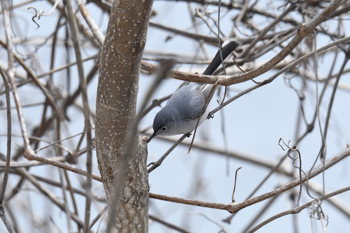 Blue-gray Gnatcatcher - ML646119332