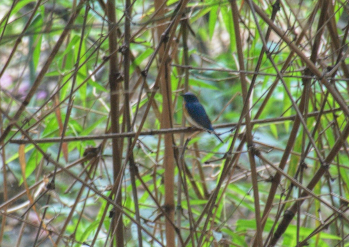 Blue-throated Flycatcher - ML646119333