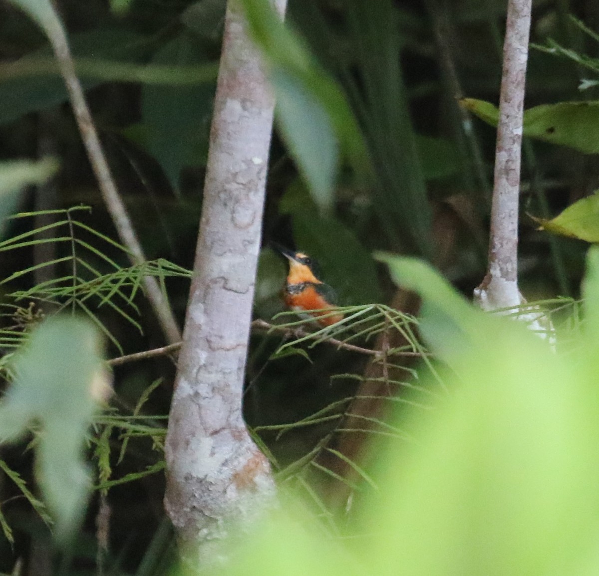 rybařík trpasličí - ML646119334