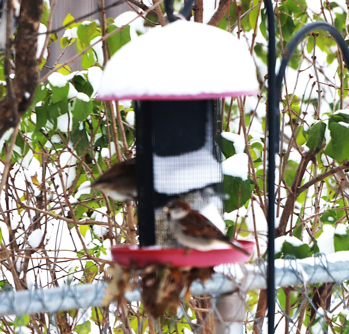 家麻雀 - ML646119336