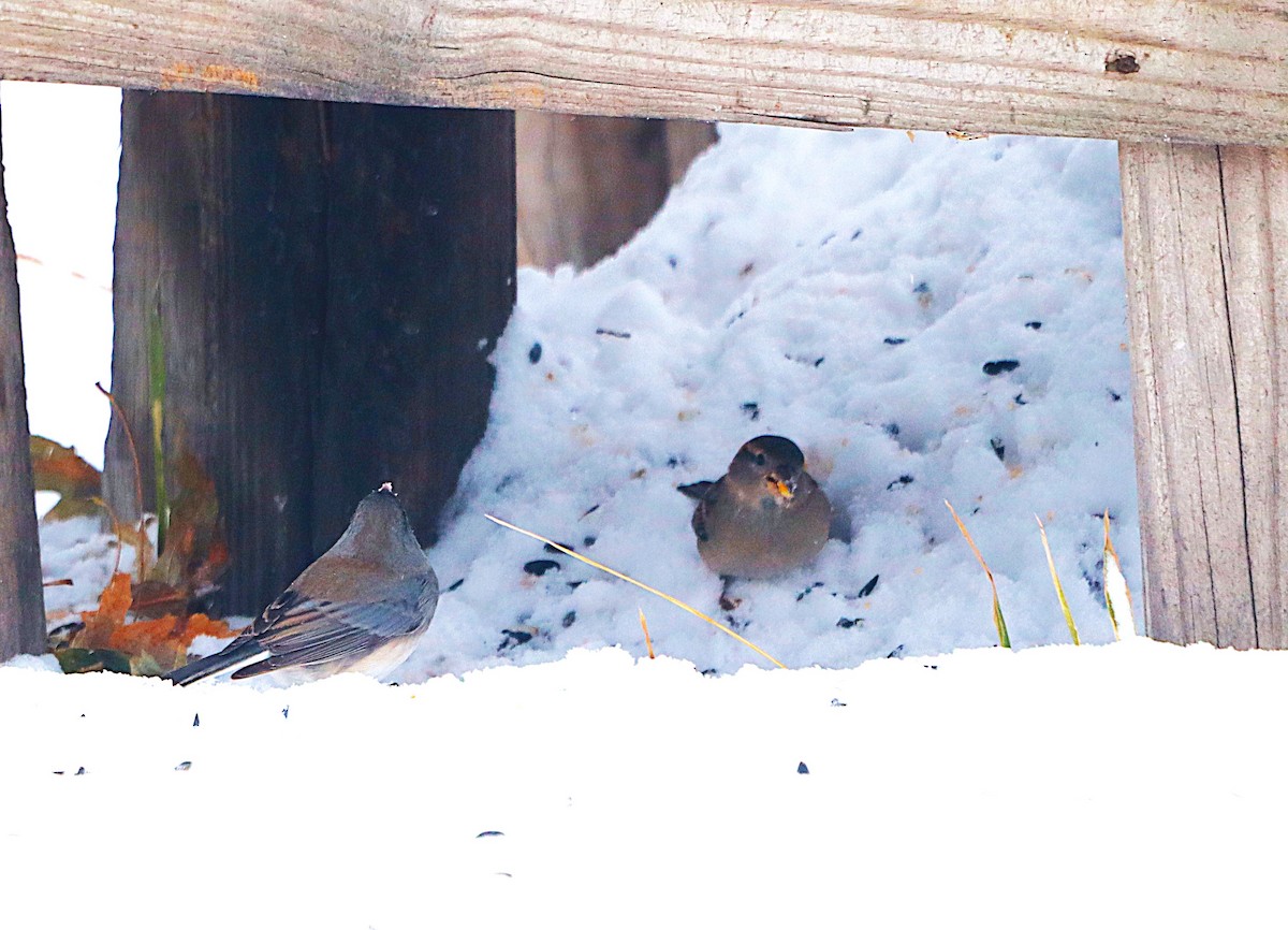 家麻雀 - ML646119343