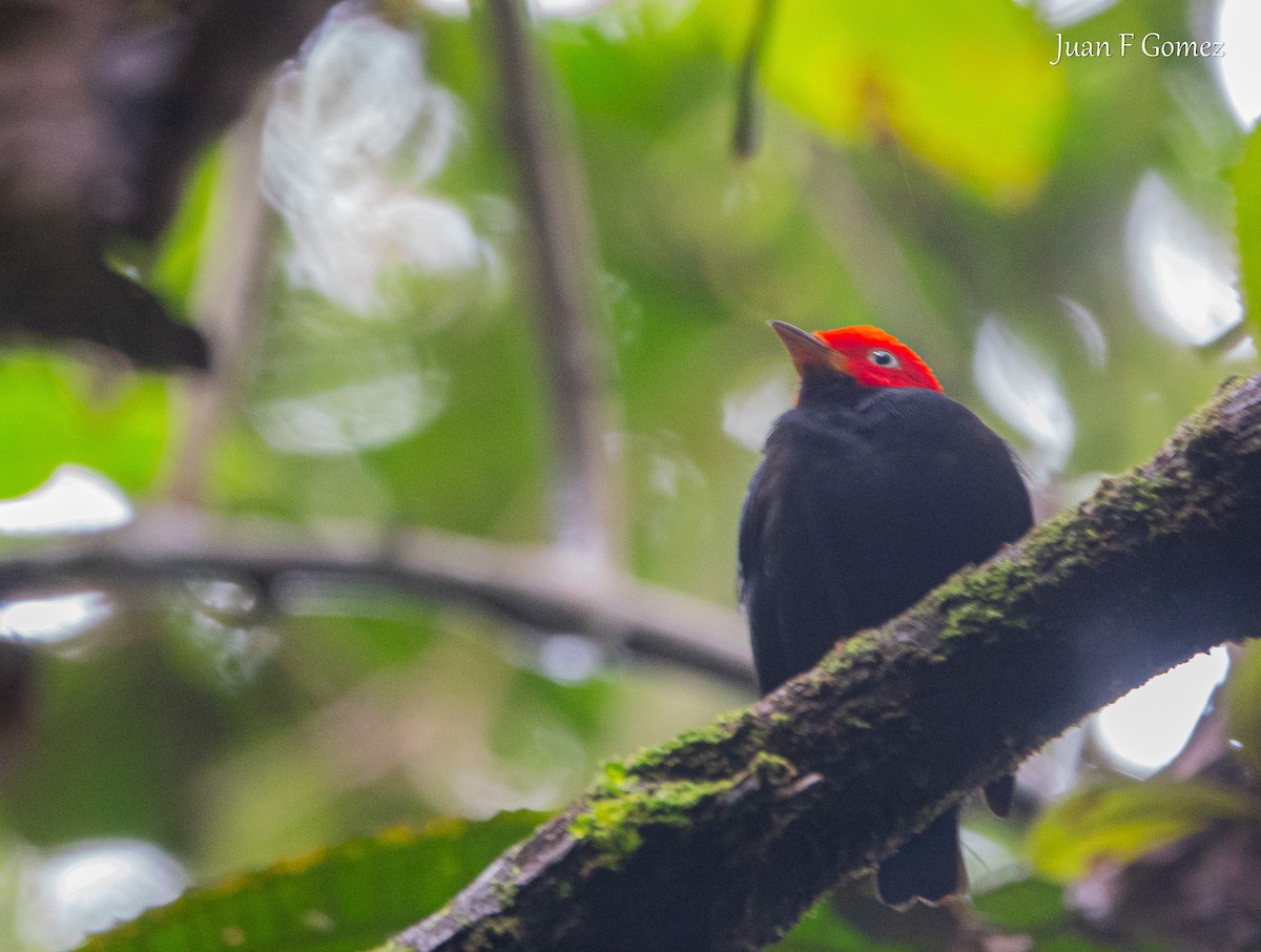 Red-capped Manakin - ML646119344