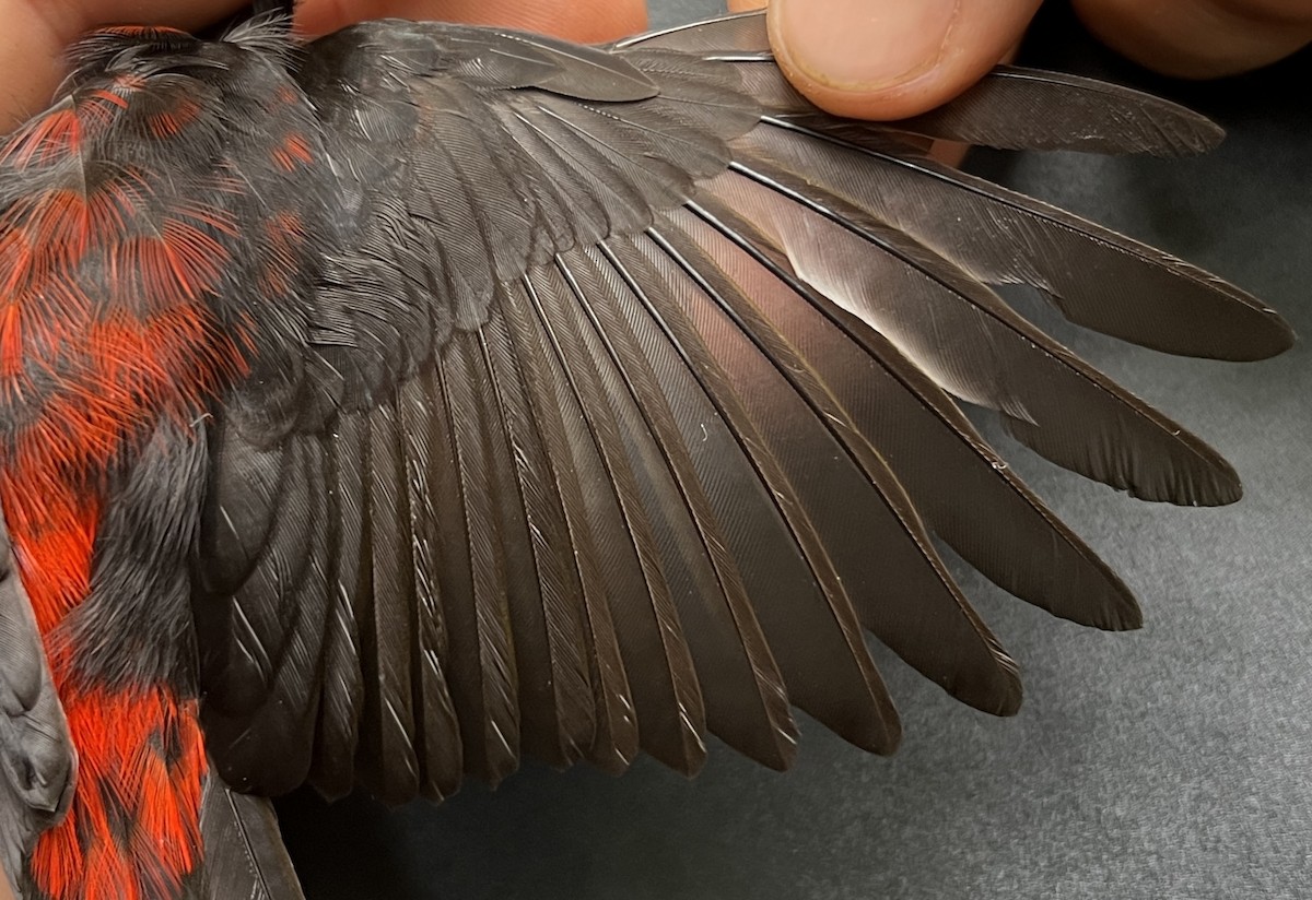 Micronesian Myzomela - ML646119346