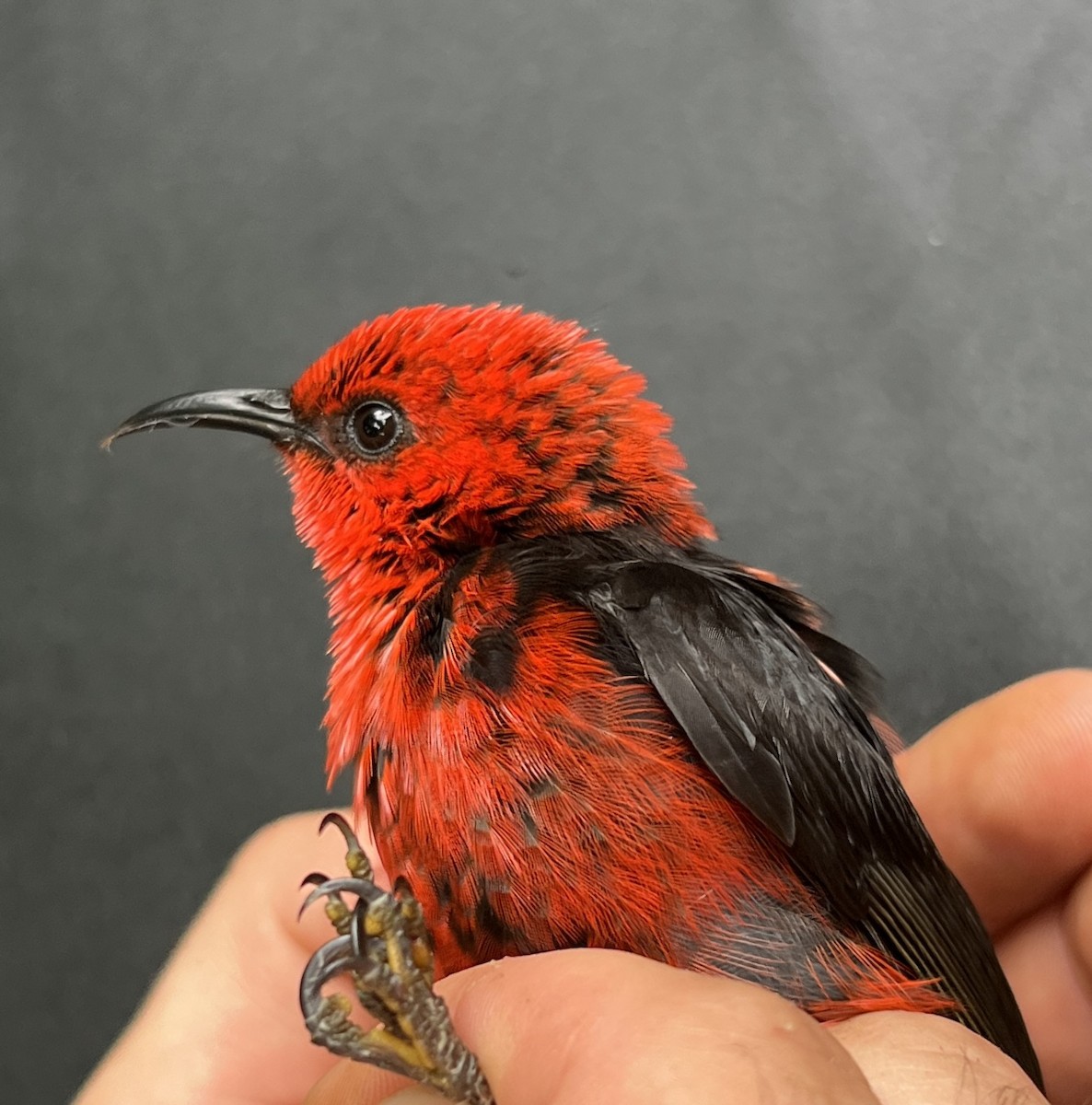 Micronesian Myzomela - ML646119347