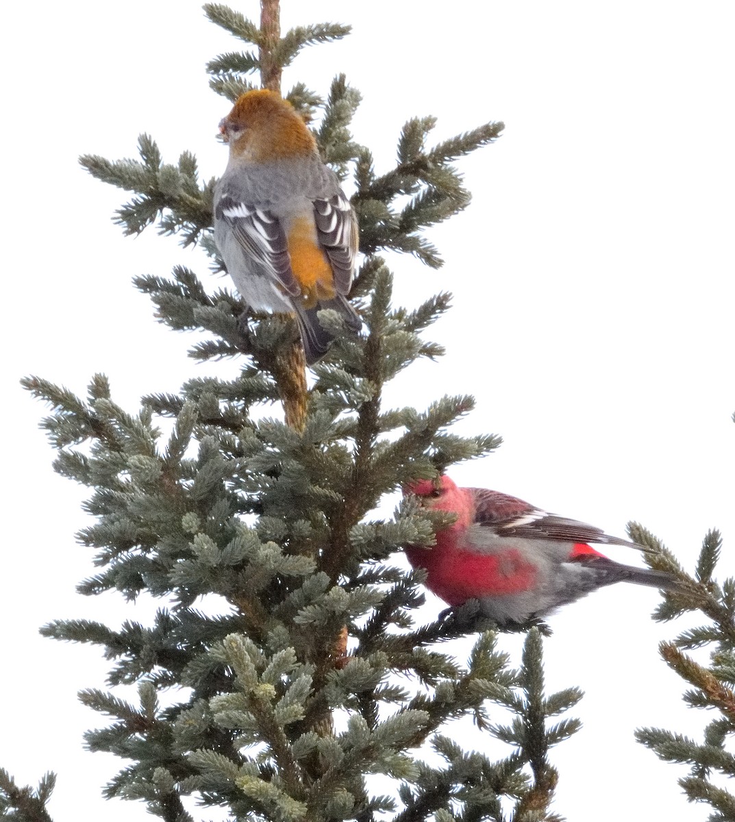 Pine Grosbeak - ML646119348