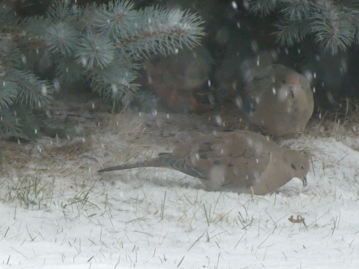 Mourning Dove - ML646119349