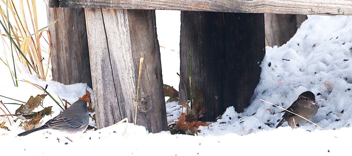 家麻雀 - ML646119359