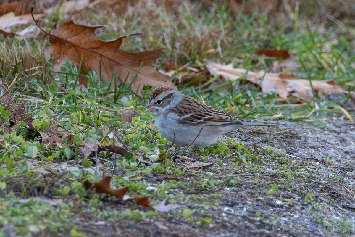 Chipping Sparrow - ML646119364