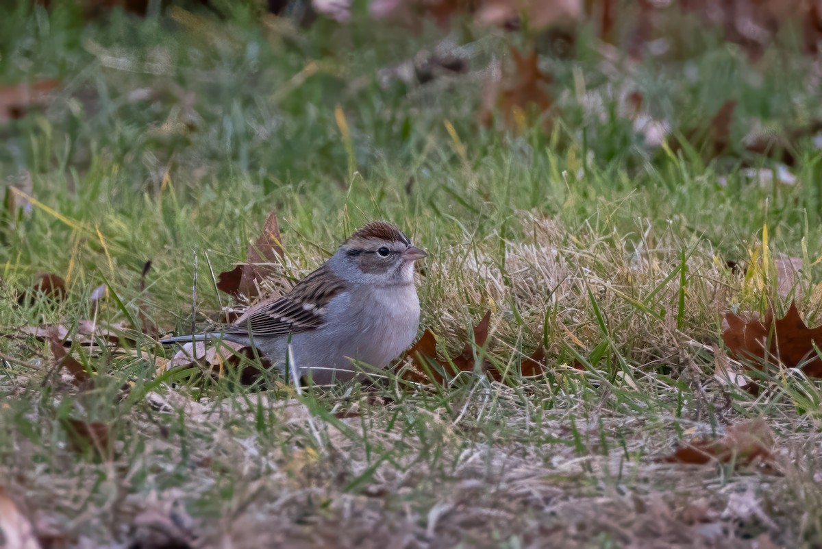 Chipping Sparrow - ML646119365