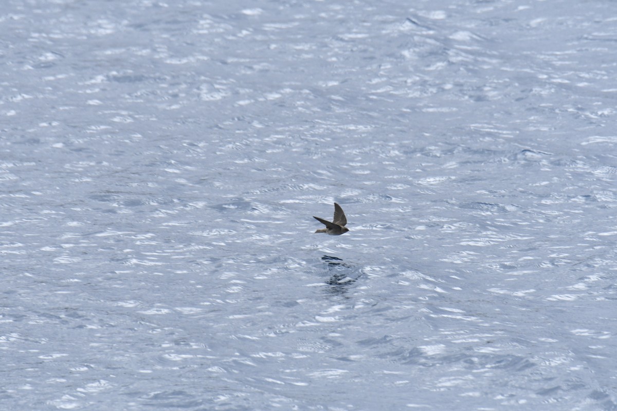 Northern Rough-winged Swallow - ML646119368