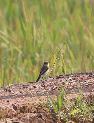 Pallasschwarzkehlchen - ML646119369