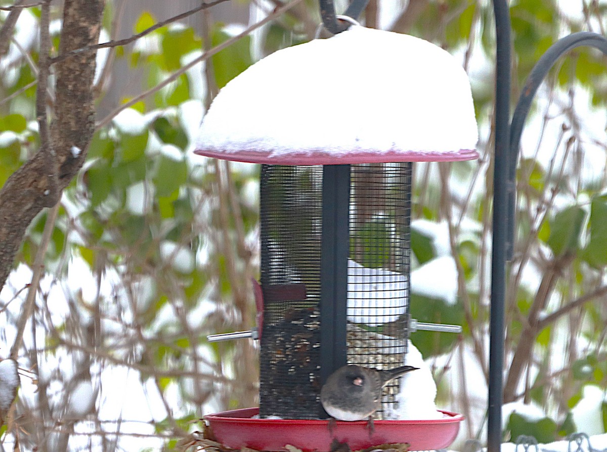 Dark-eyed Junco - ML646119372