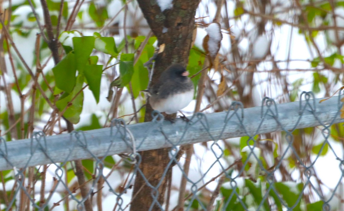 Dark-eyed Junco - ML646119373