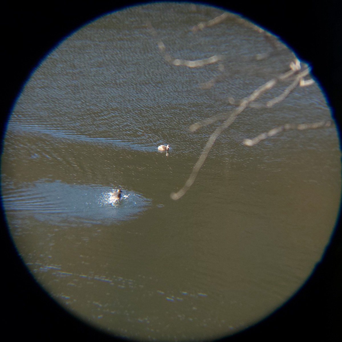 Little Grebe - ML646119384