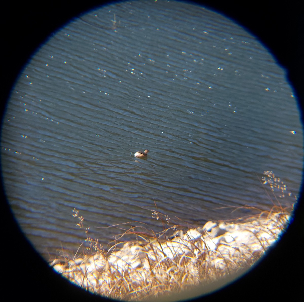 Little Grebe - ML646119385