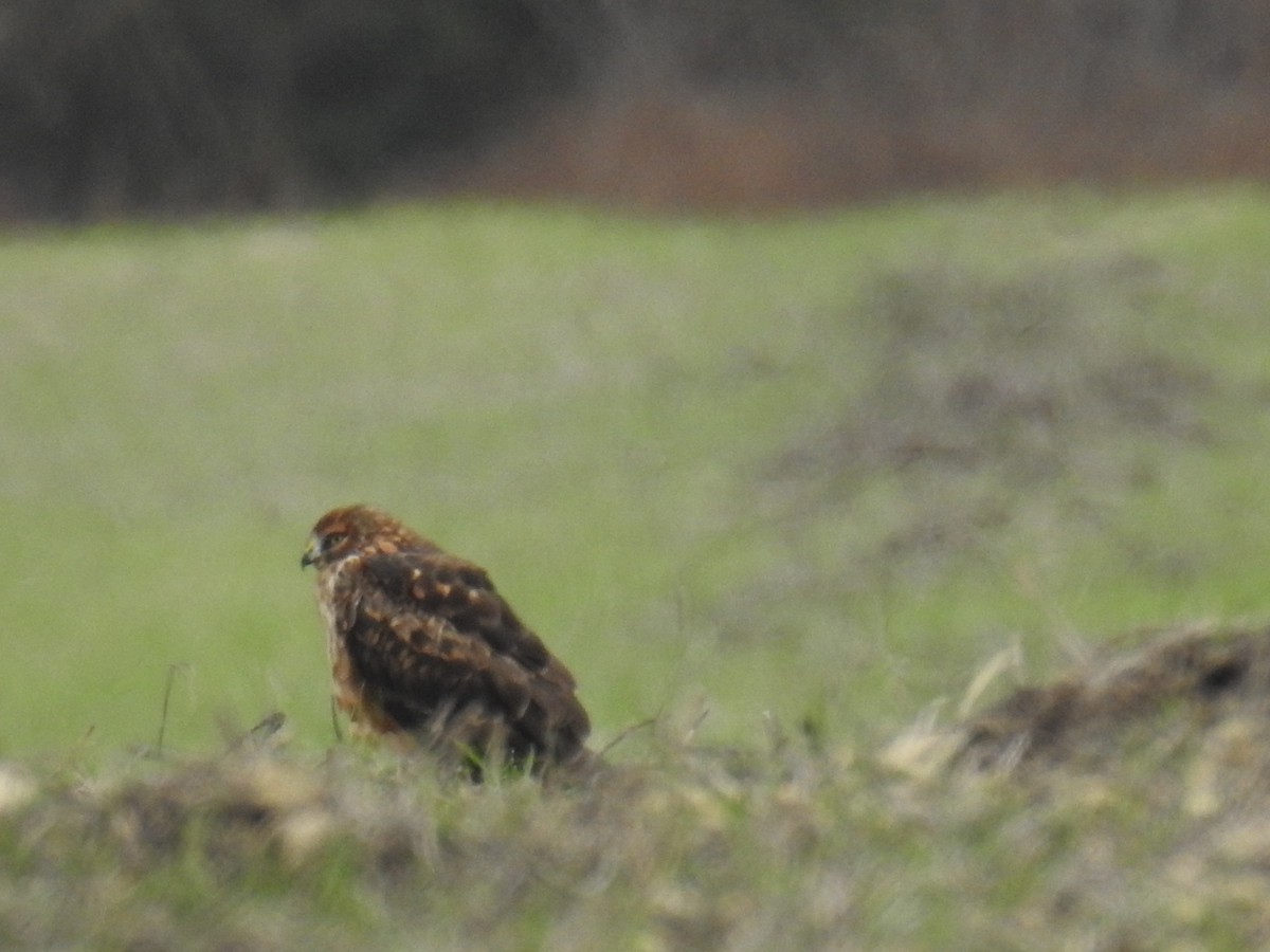 Northern Harrier - ML646119387
