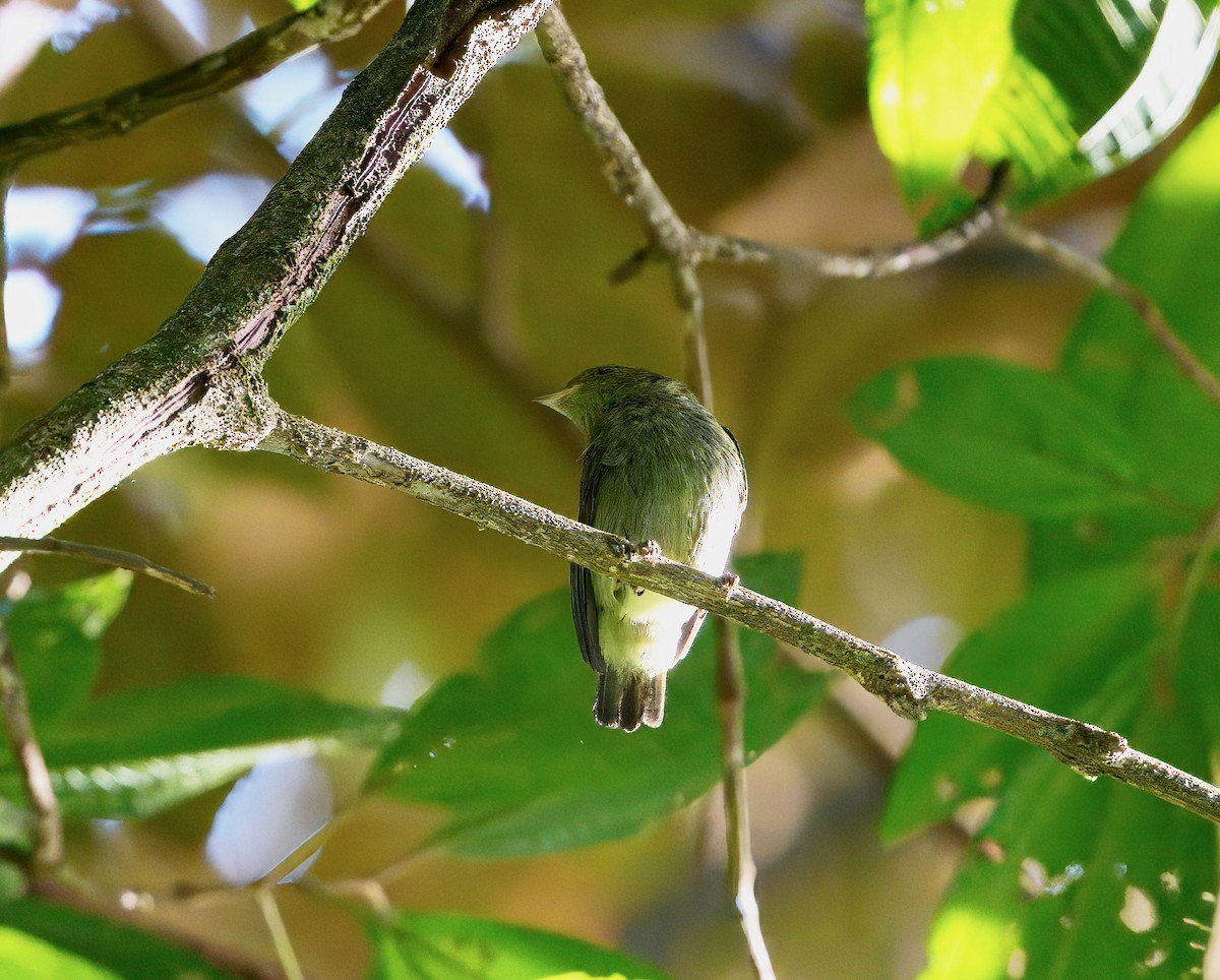 Pipromorphe roussâtre - ML646119388