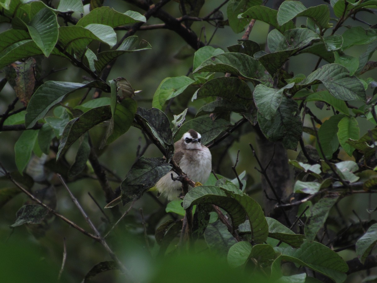 Yellow-vented Bulbul - ML646119390
