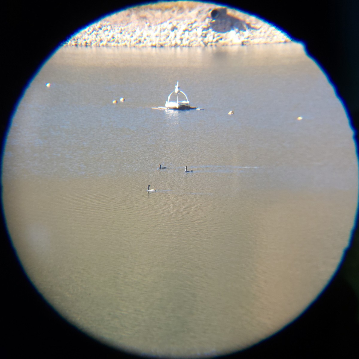 Great Cormorant - ML646119392