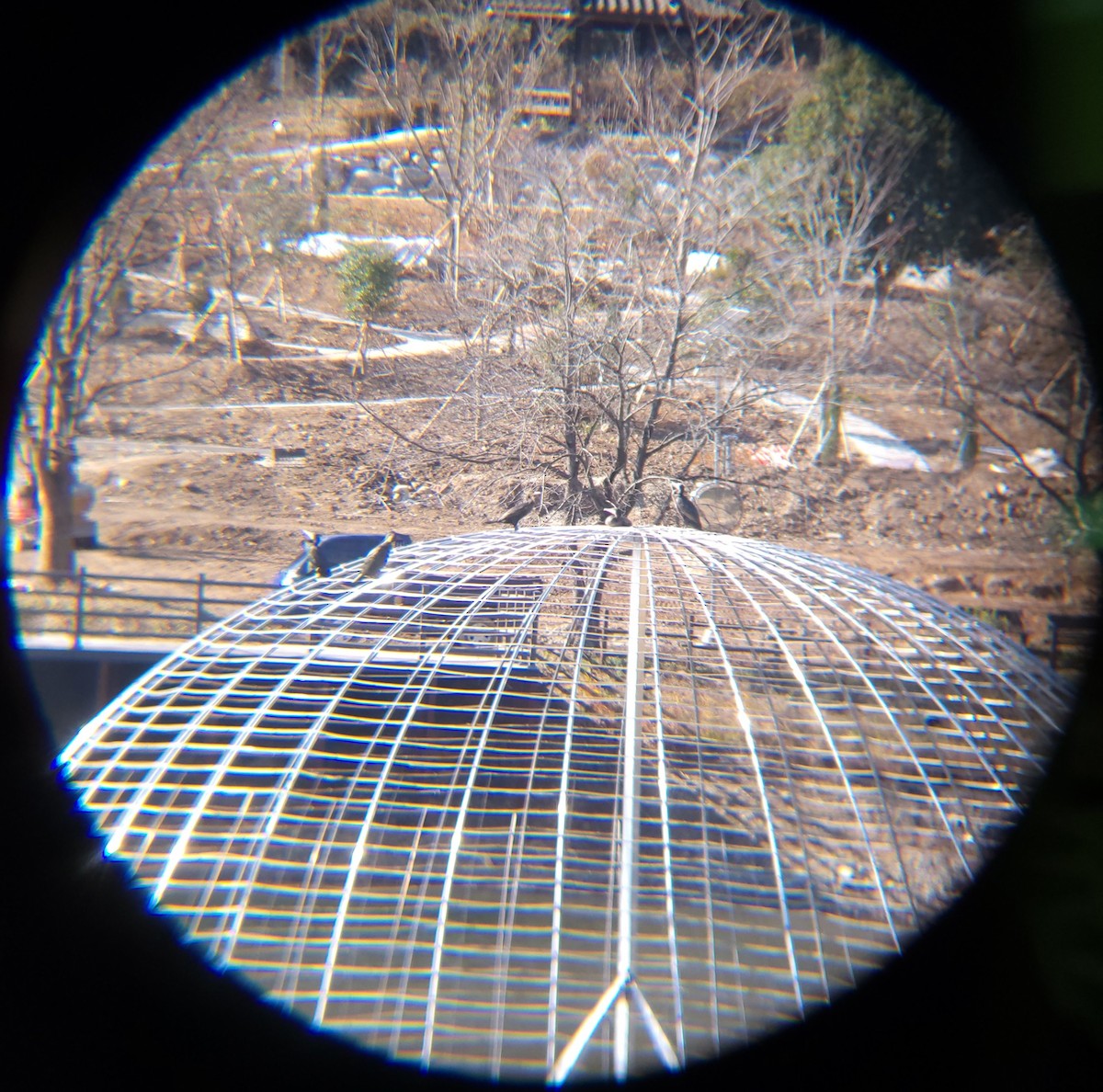 Great Cormorant - ML646119393