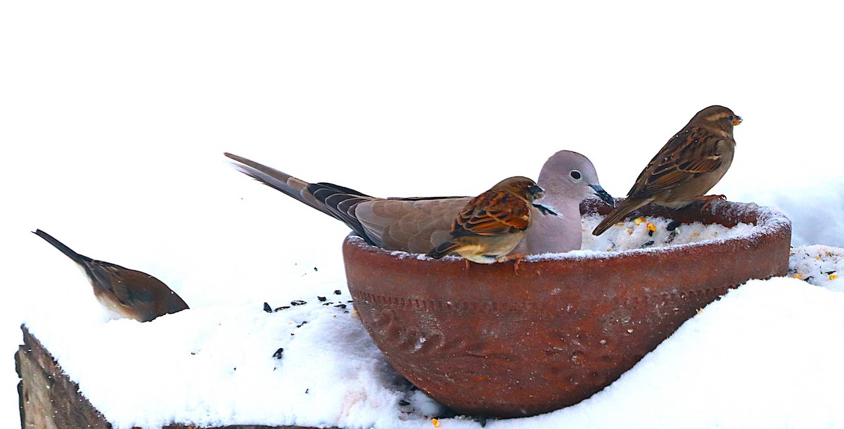 灰斑鳩 - ML646119394