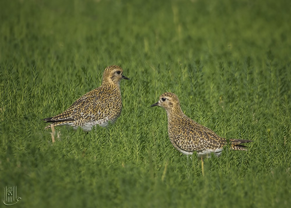 European Golden-Plover - ML646119395