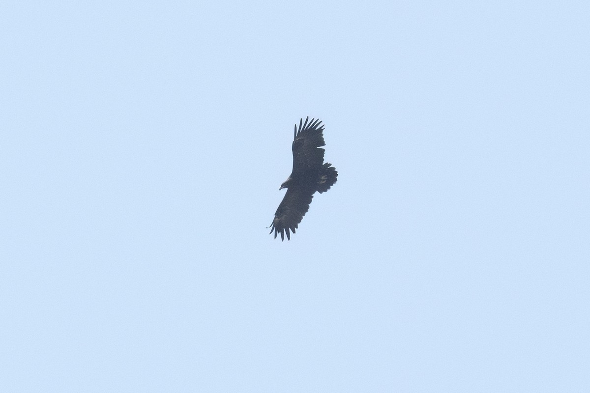 Greater Spotted Eagle - ML646119396